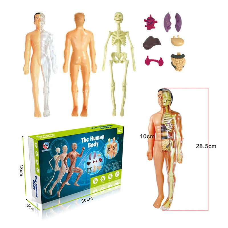 3D Human Body Torso Model: Educational Assembly Kit for Teaching Human Anatomy to Children