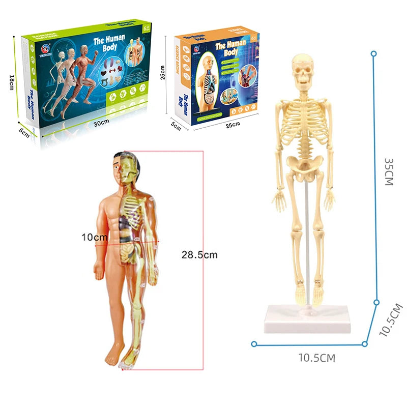 3D Human Body Torso Model: Educational Assembly Kit for Teaching Human Anatomy to Children