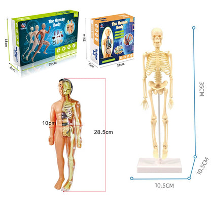 3D Human Body Torso Model: Educational Assembly Kit for Teaching Human Anatomy to Children