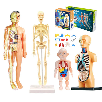 3D Human Body Torso Model: Educational Assembly Kit for Teaching Human Anatomy to Children