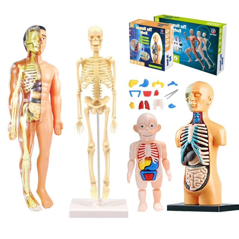 3D Human Body Torso Model: Educational Assembly Kit for Teaching Human Anatomy to Children