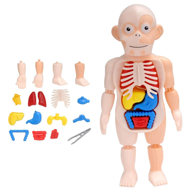 3D Human Body Torso Model: Educational Assembly Kit for Teaching Human Anatomy to Children