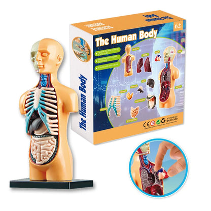 3D Human Body Torso Model: Educational Assembly Kit for Teaching Human Anatomy to Children