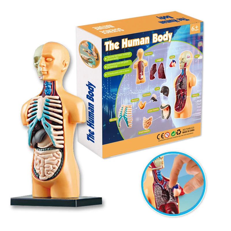 3D Human Body Torso Model: Educational Assembly Kit for Teaching Human Anatomy to Children