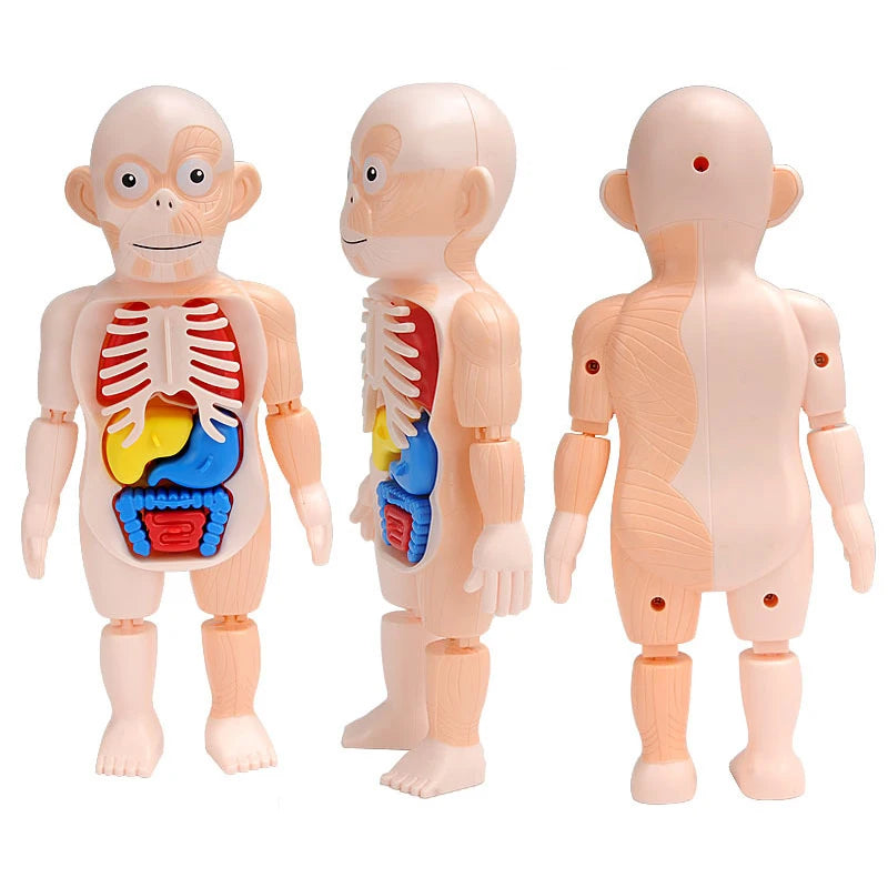 3D Human Body Torso Model: Educational Assembly Kit for Teaching Human Anatomy to Children