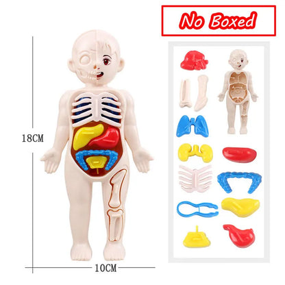 3D Human Body Torso Model: Educational Assembly Kit for Teaching Human Anatomy to Children