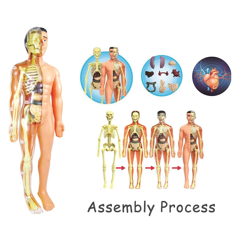 3D Human Body Torso Model: Educational Assembly Kit for Teaching Human Anatomy to Children
