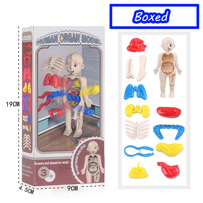 3D Human Body Torso Model: Educational Assembly Kit for Teaching Human Anatomy to Children