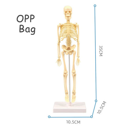 3D Human Body Torso Model: Educational Assembly Kit for Teaching Human Anatomy to Children